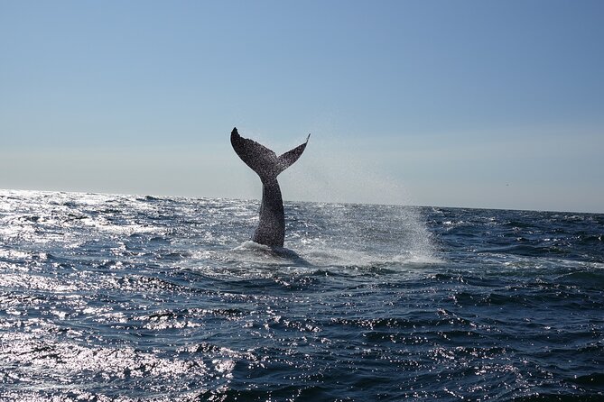 Whale Watching Cruise on a Yacht in Reykjavik - Setting Sail From Old Harbour House: Views First, Then Whales