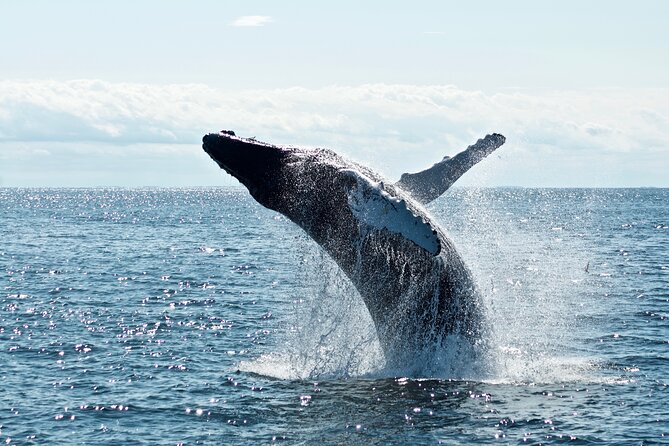 Whale Watching Cruise on a Yacht in Reykjavik - What a Whale Sighting Feels Like: Humpbacks, Minke, and Pods