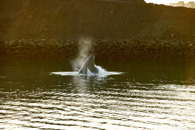 Whale Watching Cruise on a Yacht in Reykjavik - The Yacht Ride Comfort: Warm Inside, Wind Outside