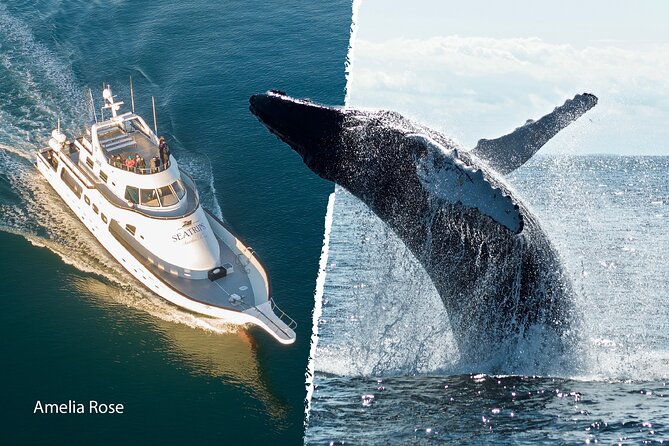 Whale Watching Cruise on a Yacht in Reykjavik - Price and Value: Is $102 Worth It for Whale Watching?