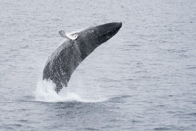 Whale Watching Cruise on a Yacht in Reykjavik - Who Should Book This Reykjavik Yacht Whale Watch