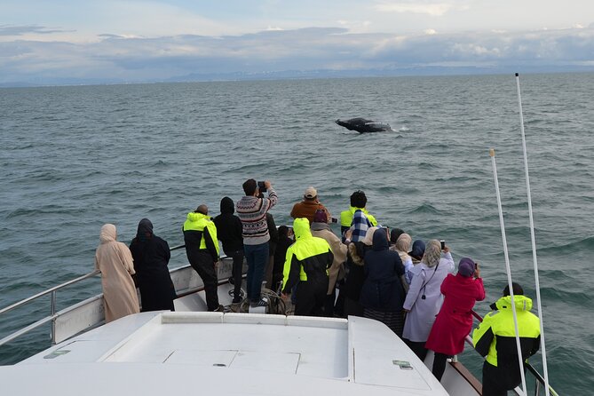 Whale Watching & Dolphin Yacht Cruise - Reykjavik’s Old Harbor to Faxafloi Bay: the real point of this cruise
