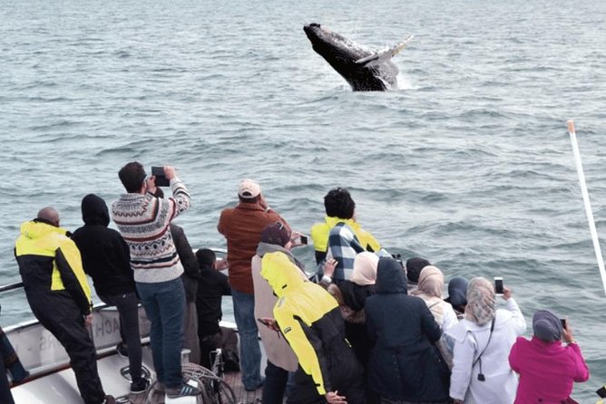 Whale Watching & Dolphin Yacht Cruise - Wildlife viewing: whales, dolphins, and the summer bonus