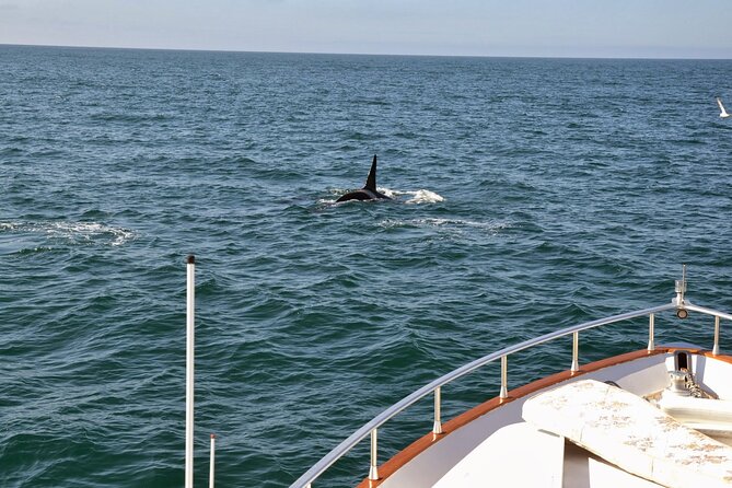 Whale Watching & Dolphin Yacht Cruise - Learning onboard: what the guide adds (and what you should expect)