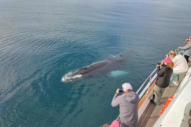 Whale Watching & Dolphin Yacht Cruise - Comfort details that make the 3 hours feel shorter