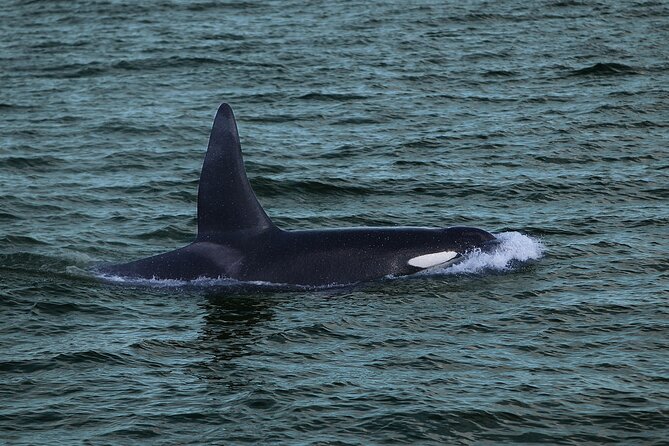 Whale Watching & Dolphin Yacht Cruise - Timing and pacing: what “3 hours” really feels like