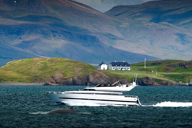 Whale Watching & Dolphin Yacht Cruise - Why this is good value for the price