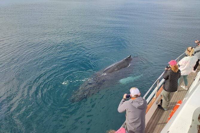 Whale Watching & Dolphin Yacht Cruise - What to pack so the cold doesn’t steal your joy