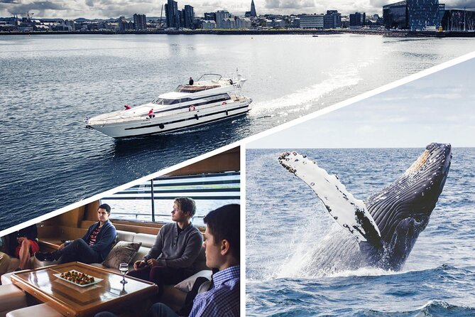 Whale Watching & Dolphin Yacht Cruise - Boats, decks, and why “where you stand” matters