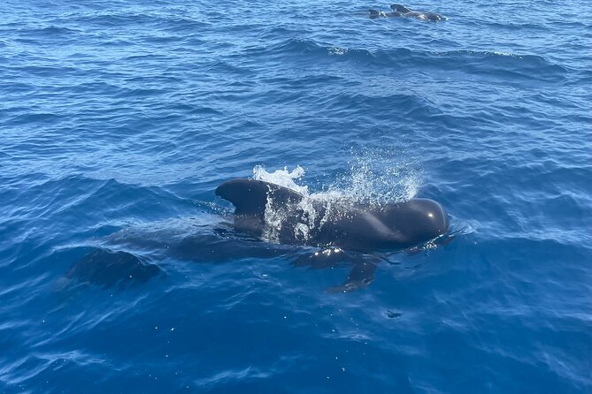 Whales and Dolphins excursion on a Luxury Yacht in Canary Islands - Cruising by the coast: Teide views while you’re waiting